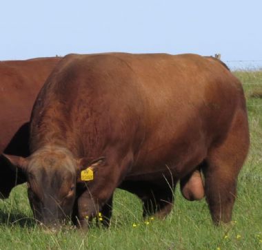 AV 21 20 (AI Bul) - 